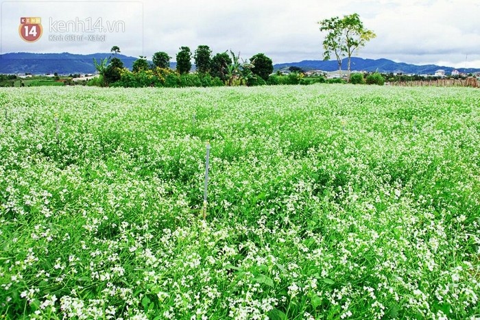 cải trắng Đà Lạt